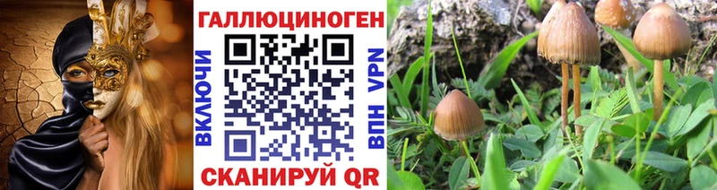 Галлюциногенные грибы Psilocybe  продажа наркотиков  Павловская 